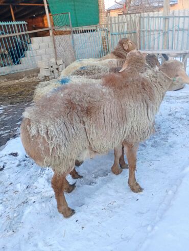 продам барана: Бараны, овцы