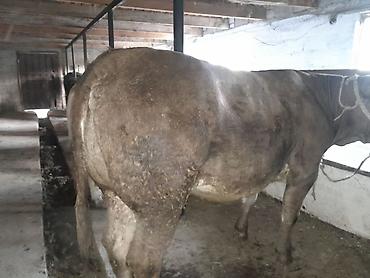 Айыл-чарба жаныбарлары: Сатам | Бука (эркек) | Көбөйтүү үчүн | Байланган — 7