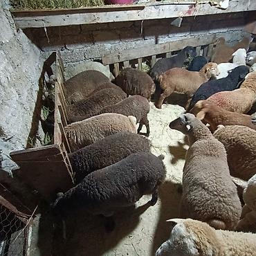 Quzu: Salam aleyküm dişi quzlar205 mantda kom 14 quzdu dişller. erkey — 18