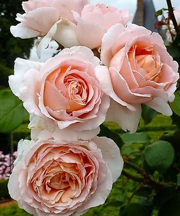 Роза: Саженцы — 12