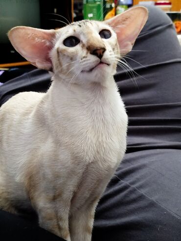 Продажа кошек: Ориентальная, 2 года, Девочка, Белый, Кастрирована, Приучена к лотку, Проглистована — 25