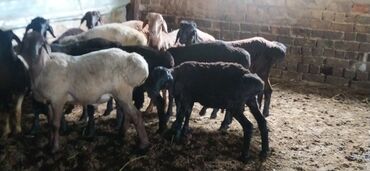 породистые овцы купить: Продаю | Баран (самец) | Арашан | На забой