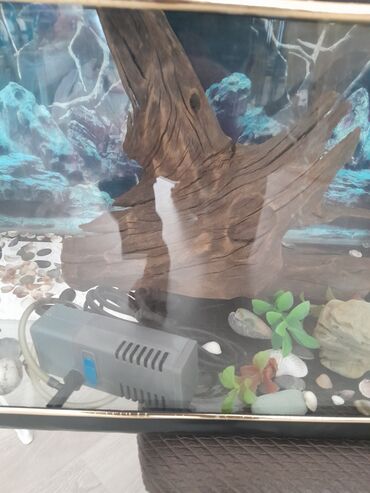 Akvariumlar: Hərşeyi var. qızdırıcı . filter . qraduz . və.s. hündürü 26sm. eni — 4