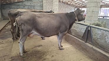 Коровы, быки: Продаю | Корова (самка), Бык (самец) — 9