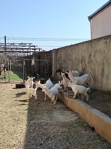 keci heyvan: Ağ rəngli keçilər və bala keçilər (oğlaqlar) - Cins: yerli süd — 10