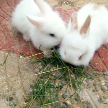 Dovşanlar: Holland lop dovşanlar 3 böyük 2 bala. balanın biri 15azn böyüyün — 9