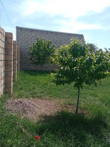 Həyət evləri və villaların satışı: 3 otaqlı, 100 kv. m, Orta təmir -da lalafo.az — 12 Həyət evləri və villaların satışı: 3 otaqlı, 100 kv. m, Orta təmir — 12