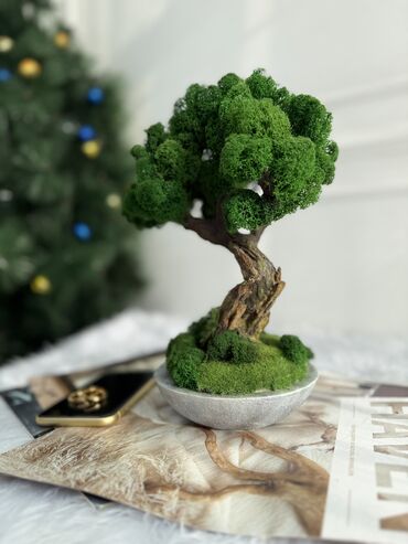 Декоративные цветы: В переводе с японского Бонсай означает «дерево, выращенное в блюде» at lalafo.kg — 56 Декоративные цветы: В переводе с японского Бонсай означает «дерево, выращенное в блюде» — 56