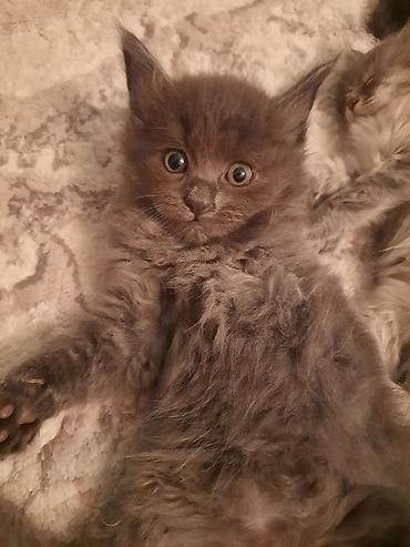 Продажа кошек: 🎁 Полностью домашние, к лотку и миске приучены (ну, почти — они — 15