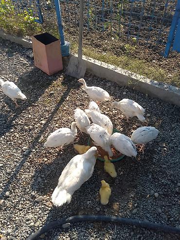 ördək balası və cücə: Məhsul: Ev quşları – ağ muskus ördəklər (anası ilə sarı balaları) və — 5