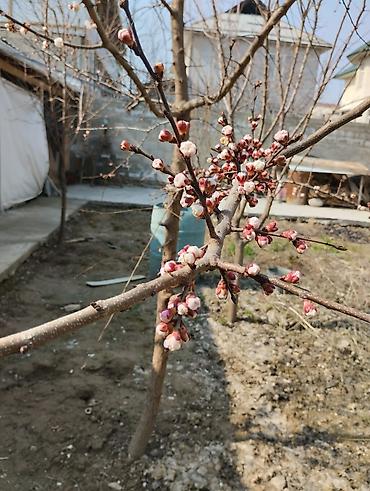 Продажа коттеджей и домов: Продается частный двухэтажный дом с участком и капитальным забором — 6