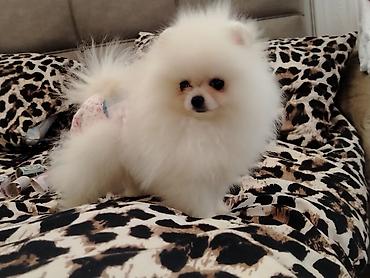 Heyvanlar üçün mallar: Temiz cins axtaranlar ucun pomeranian spitz disi 4 ayın icinde bakıda — 3
