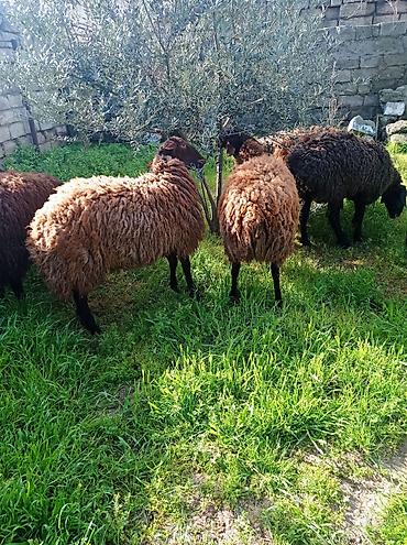 Mal-qara: Erkək, Qala, il: 1, 70 kq, Ətlik, Damazlıq, Ünvandan götürmə — 3