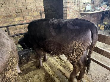 Коровы, быки: Продаю | Бык (самец) | На откорм | Привязанные — 6