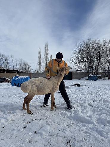 Баран, овца: Продаю | Овца (самка) | Арашан | Для разведения | Матка — 16