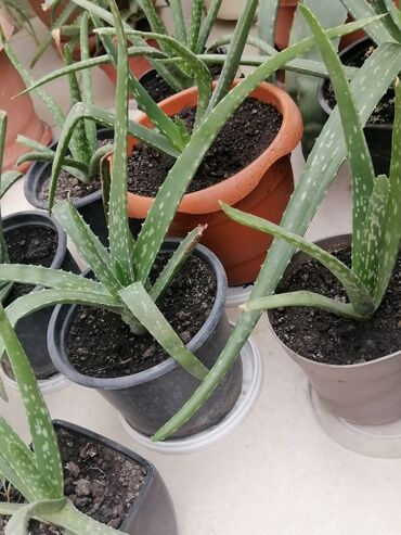 bamiyə bitkisi: Aloe vera