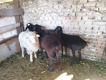 Айыл-чарба жаныбарлары: Сатам | Ургаачы кой (ургаачы) | Аргын, Меринос | Союуга, Көбөйтүү үчүн | Бычылган, Ургаачы, Токту — 4