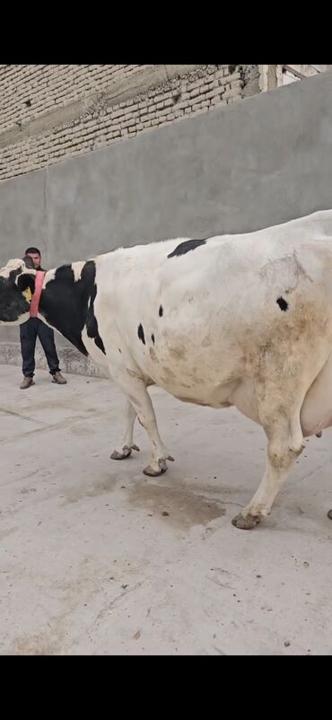 Inəklər, öküzlər: Süd istiqamətli inək – Holştayn tipli, ağ-qara rəngli. Xüsusiyyətlər — 5
