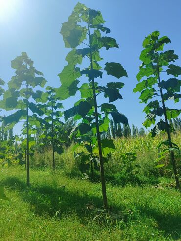 Декоративные деревья: Саженцы деревьев: Павловнии, Платная доставка at lalafo.kg — 1 Декоративные деревья: Саженцы деревьев: Павловнии, Платная доставка — 1