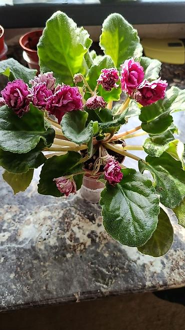 Фиалки и глоксинии: Сортовые фиалки С цветочками по 300с Без цветочков 250с Детки по 150с — 3