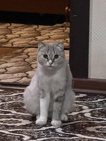чёрные котята: Кошка даром: Беспородная, Девочка — 1