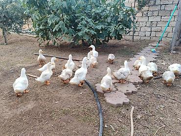 Утки: Ağ rəngli ördək balaları – təsərrüfat və həyət üçün Məhsul təsviri: - — 3