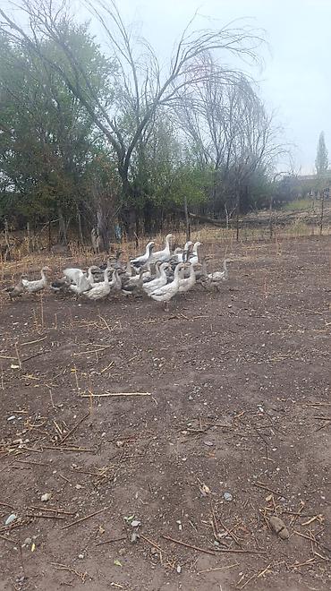 Продам с/х животных: На продажу: домашние гуси (молодняк и взрослые особи), стадо смешанной — 5