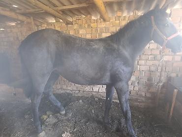 шар суу: Сатам | Байтал | Союуга — 2