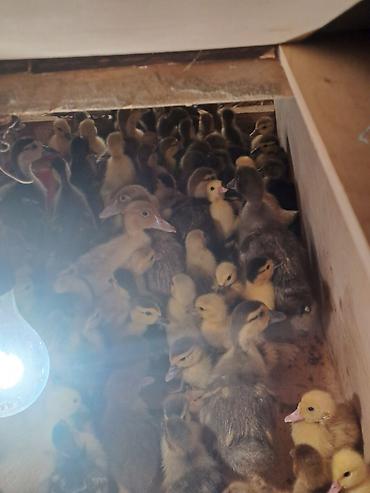 pavlin goyercin satisi: 150 dənə irili xırdalı cins lal ördək balaları — 3