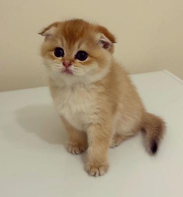 Pişiklər: Şotland — 11