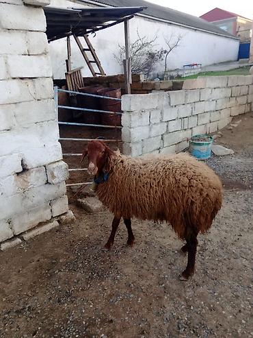 Qoyunlar, qoçlar: Erkək, Qala, il: 1, Damazlıq — 4