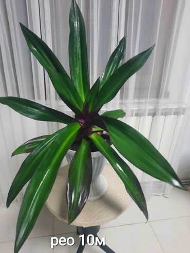 Otaq bitkiləri: Otaq bitkiləri kolleksiyası 1) Papоротnik – 20 m - Sərfəli otaq — 17