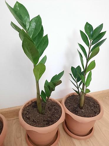 Семена: Dibçək gülü
zamioculcas gülü (dollar gülü) — 1
