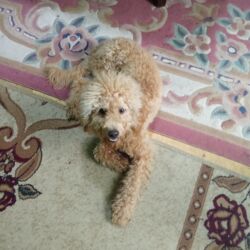 померанский шпиц купить: Пудель, 1 месяц, Самец, Платная доставка