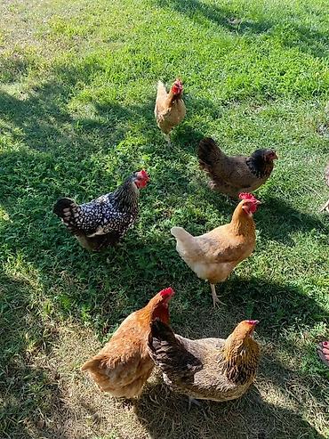 куры живые: Продаю | Куры, Петух, Цыплята — 3