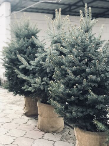 Декоративные деревья: Продаются елки🌿🌲 От 1м до 3,5м. С хорошим комом. Идеально подойдет для — 2