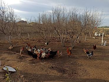 Yumurta: Kənd yumurtasi satilir. Unvan Novxani.Əsil təbi dərmansiz kənd — 7