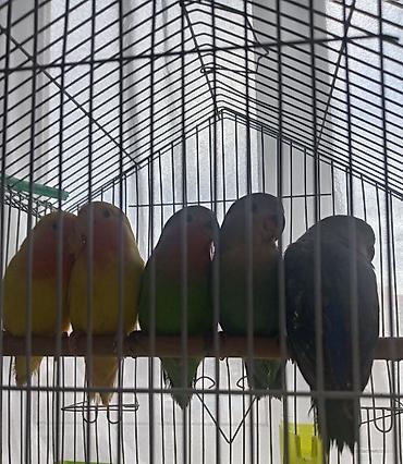 2 ayliq cuceler: Sevimli “lovebird” (agapornis) papuqayları - Növ: Agapornis — 7