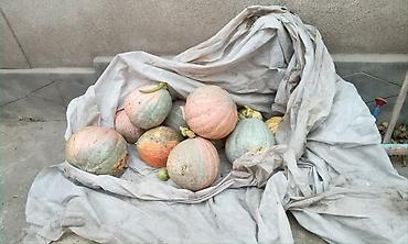 Тыква: Тыква 60-70 кг. 500 сом за всё! чалдовар ташкенская — 1