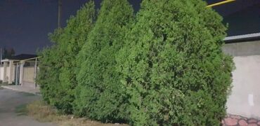 купить семена клевера кормового: Саженцы деревьев: Можжевельники (Арча), Самовывоз