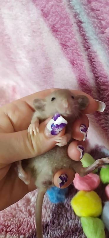 Другое: Привет друзья !!! Питомник Rat haus Love предлагает долгожданный помет — 9