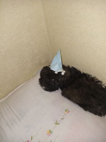 Akita-inu, 2 ay, Erkek, Cütləşmə üçün, Pulsuz çatdırılma