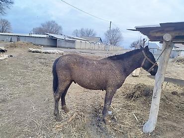 Лошади, кони: Продаю | Конь (самец) | Кара Жорго | На забой, Для разведения, Рабочий | Осеменитель — 5