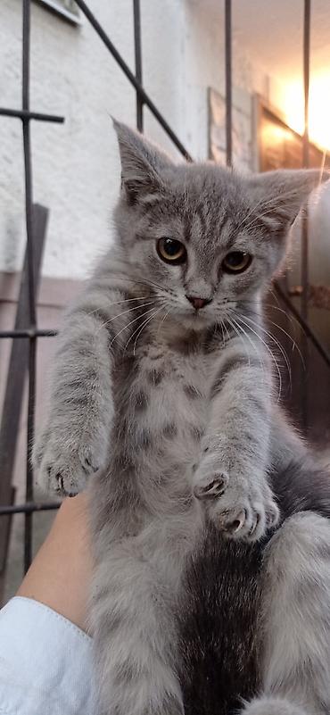 Животные: Красивый котенок 2-3 мес, ласковый, ест всё. Отдам в надежные — 2