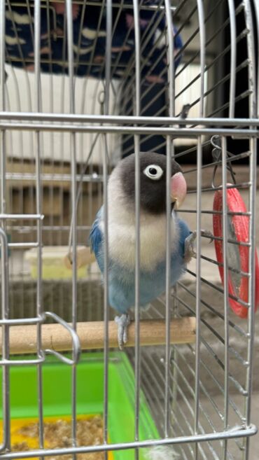 птица голуби: Отдаем голубого попугая неразлучник вместе с клеткой