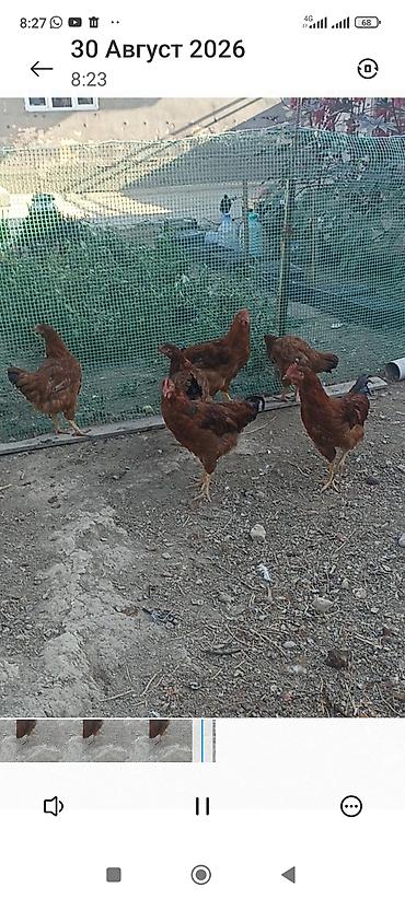 Животные: Продаю | Куры | Род-Айленд | Несушки — 1