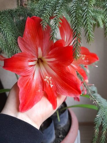 розу из голландии: Продаю цветы,гиппеаструместь 4 горшка по 250 сом.цветут