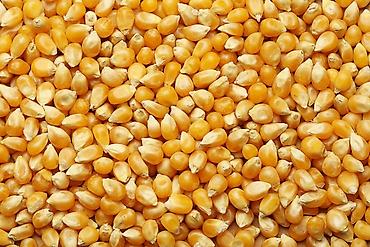 кукурузу: Кукуруза В розницу — 1