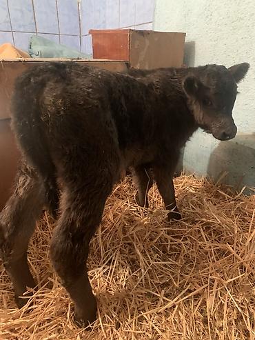 Коровы, быки: Продаю | Музоо, торпок | Ангус, Швицкая | На откорм, На забой, Для разведения | Племенные — 7