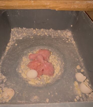 Tutuquşları: Təmiz qan ayağı üzüqlü qəydiyatlı altı balalı çexler cütlükler — 8